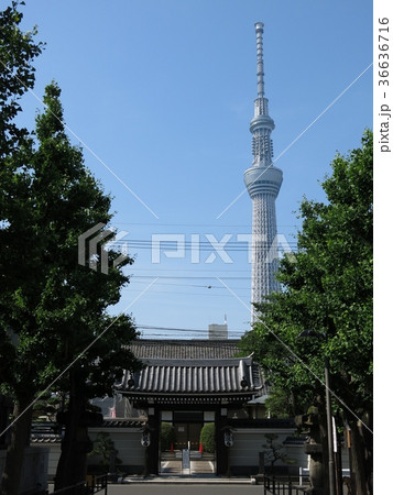 東京スカイツリーが背後にそびえる墨田区の法恩寺 36636716