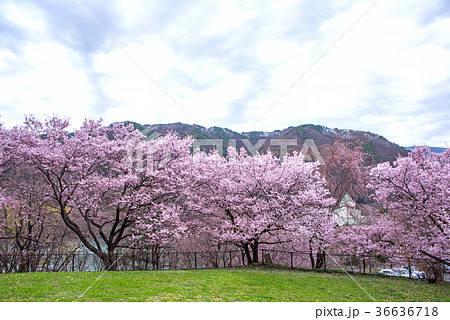 高遠城址公園のコヒガンザクラの写真素材