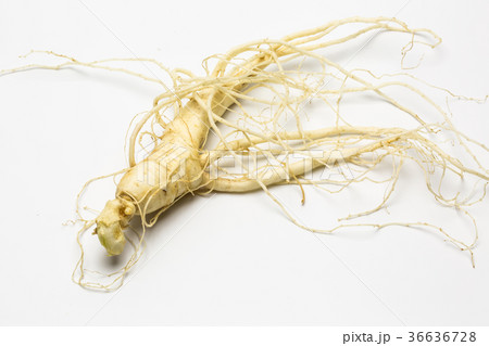 高麗人参 高麗人参 36636728