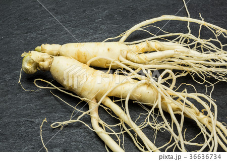 高麗人参 36636734