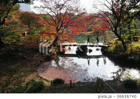 秋の紅葉を楽しむ人達 秋の紅葉を楽しむ人達 36636740
