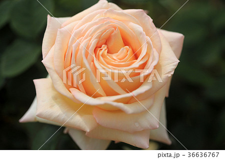 バラの花15 バラの花15 36636767