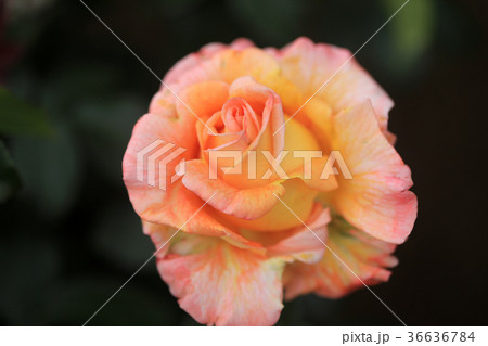 バラの花27 バラの花27 36636784