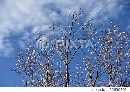 十月桜 十月桜 36636802