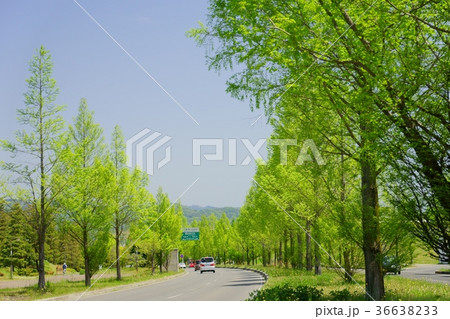 若葉の街路樹６（メタセコイア） 36638233