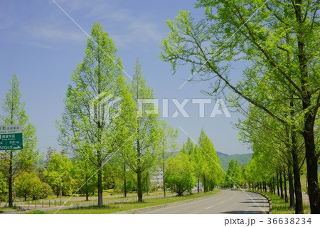 若葉の街路樹７（メタセコイア） 36638234