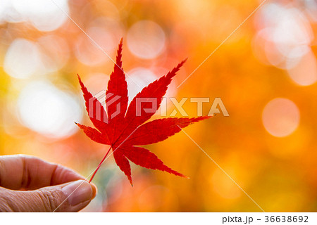 秋イメージ 紅葉の葉っぱの写真素材