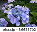 紫陽花 36638702
