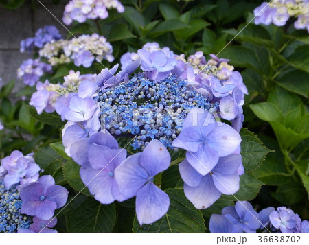 紫陽花 36638702