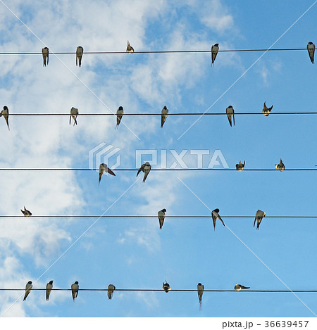 Flock of swallows on blue sky . Flock of swallows on blue sky . 36639457
