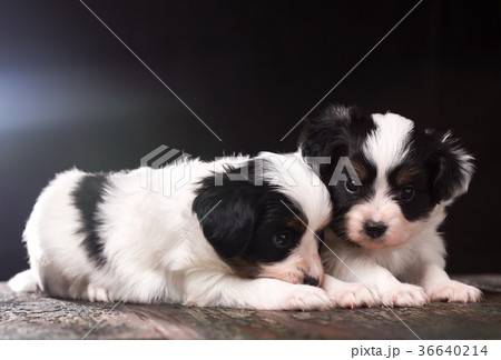 cute puppy of a papillon breed 36640214