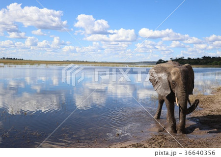 Zimbabwe elephant Zimbabwe elephant 36640356