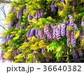 藤の花 36640382