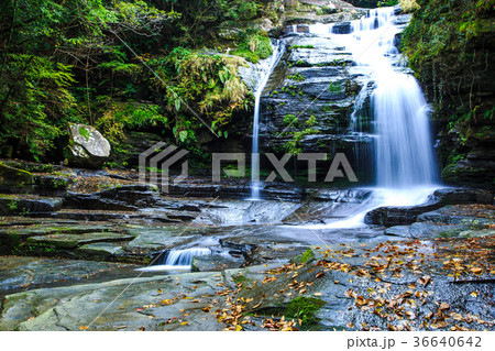つがね落しの滝の秋景色 36640642