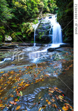 つがね落しの滝の秋景色 36640652