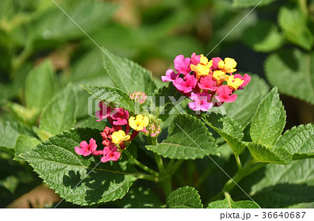 ランタナ 36640687