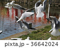 はばたき 36642024