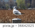 鳥 36642025