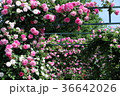 バラの花 36642026