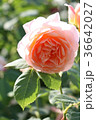 薔薇 36642027