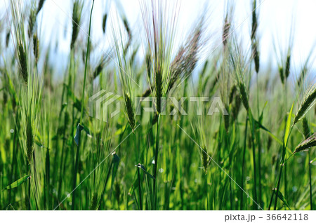 hullessbarley in growth in the field   36642118