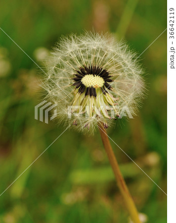Beautiful dandelion flower on a green garden 36642119