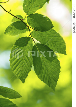 Close up of hornbeam leaves at spring 36642356