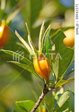 梔子 くちなし の実 学名 Gardenia Jasminoides の写真素材