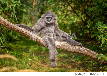 Silvery gibbon Silvery gibbon 36642384