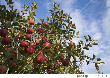 りんご畑 収穫 りんご畑 収穫 36642421