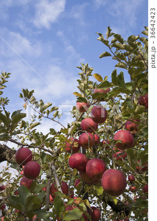 りんご畑 収穫 りんご畑 収穫 36642423