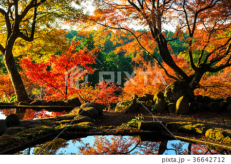 三十路苑の紅葉 夕陽 雲仙市小浜町 池に映る紅葉 三十路苑の紅葉 夕陽 雲仙市小浜町 池に映る紅葉 36642712
