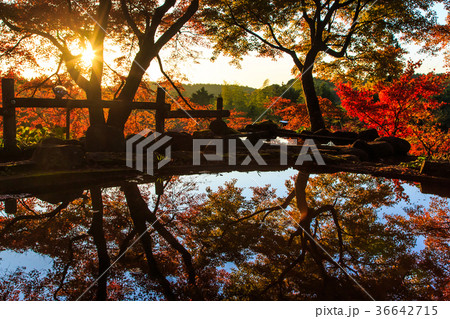 三十路苑の紅葉 夕陽 雲仙市小浜町 池に映る紅葉 三十路苑の紅葉 夕陽 雲仙市小浜町 池に映る紅葉 36642715