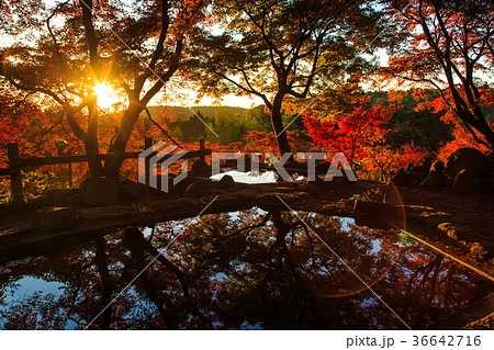 三十路苑の紅葉 夕陽 雲仙市小浜町 池に映る紅葉 三十路苑の紅葉 夕陽 雲仙市小浜町 池に映る紅葉 36642716