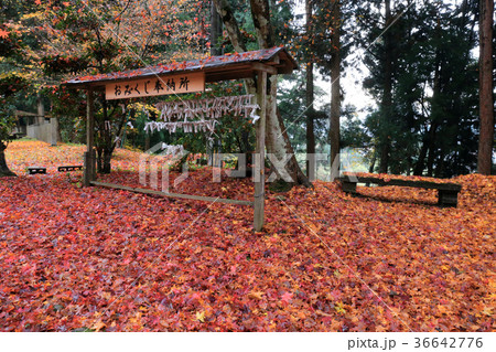 古保利薬師の紅葉 36642776