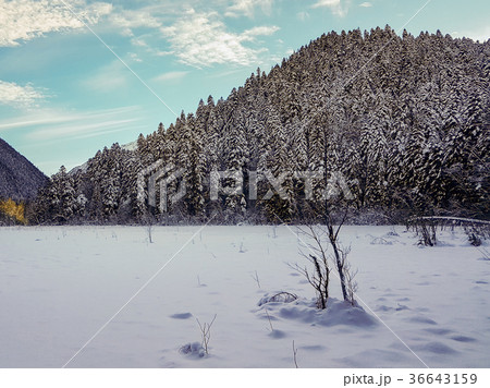 Snowy winter mountains with softwood forest 36643159