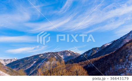 Snowy winter mountains with softwood forest Snowy winter mountains with softwood forest 36643179