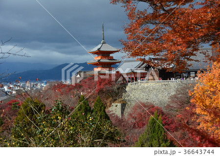 清水寺　紅葉 36643744