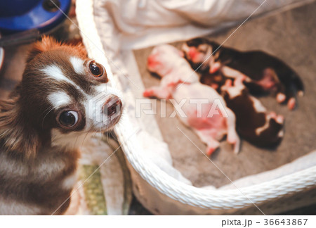 Newborn puppies Newborn puppies 36643867