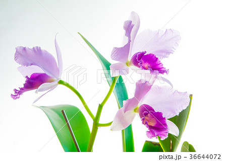 薄紫のカトレア３輪 36644072