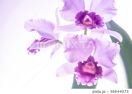 薄紫のカトレア3輪 薄紫のカトレア3輪 36644073