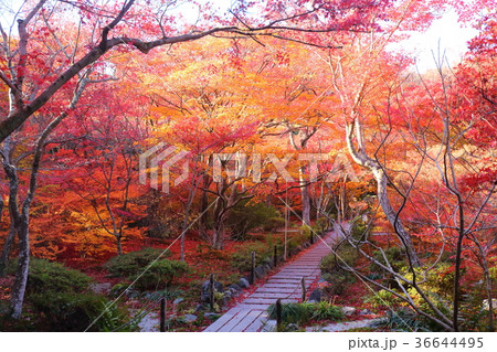 京都　秋の宝筐院 36644495