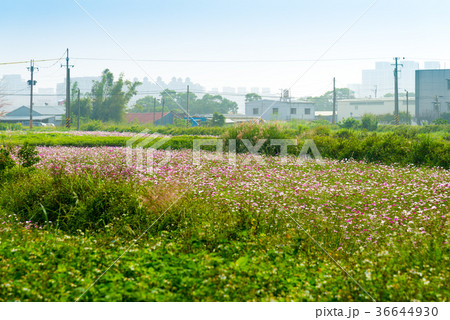 景色 風景 台湾 36644930