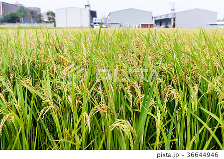 植物 工場 プランツ 36644946