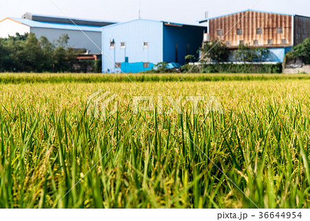 植物 工場 プランツ 36644954