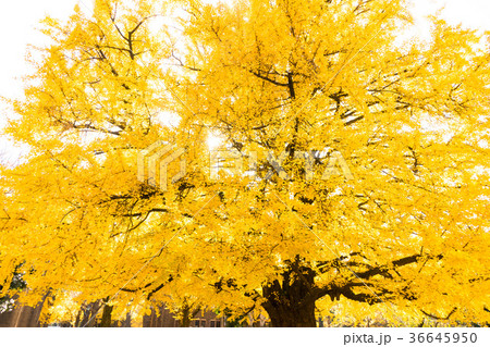 東京大学　大きな銀杏の木 36645950