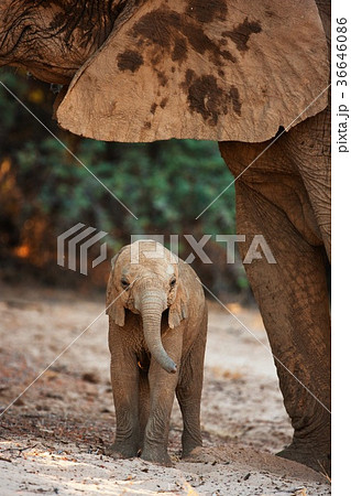 elephant elephant 36646086