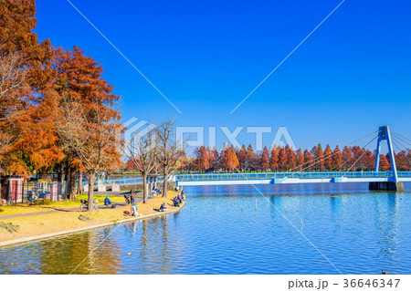 東京　秋の水元公園 36646347