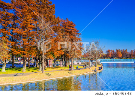 東京　秋の水元公園 36646348