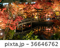 bridge and torii gate in autumn 36646762